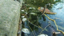 Hundreds of dead fish found floating in High Park