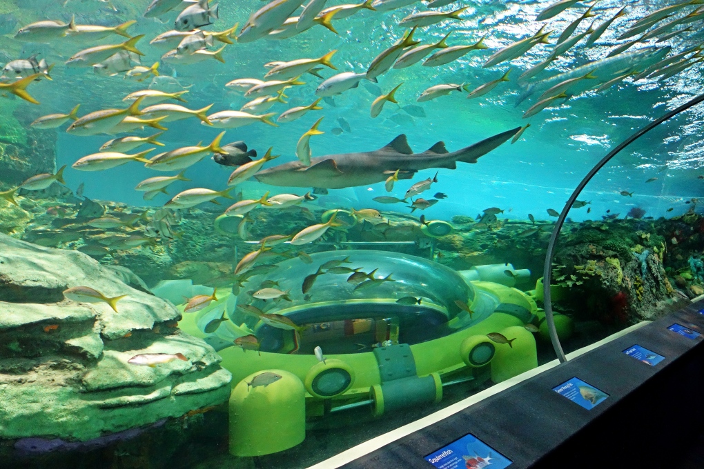 Sneak peek into Ripley's Aquarium of Canada CTV Toronto News