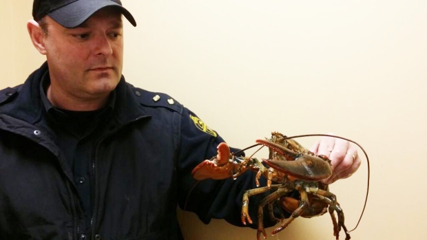 Abandoned lobster rescued by humane society