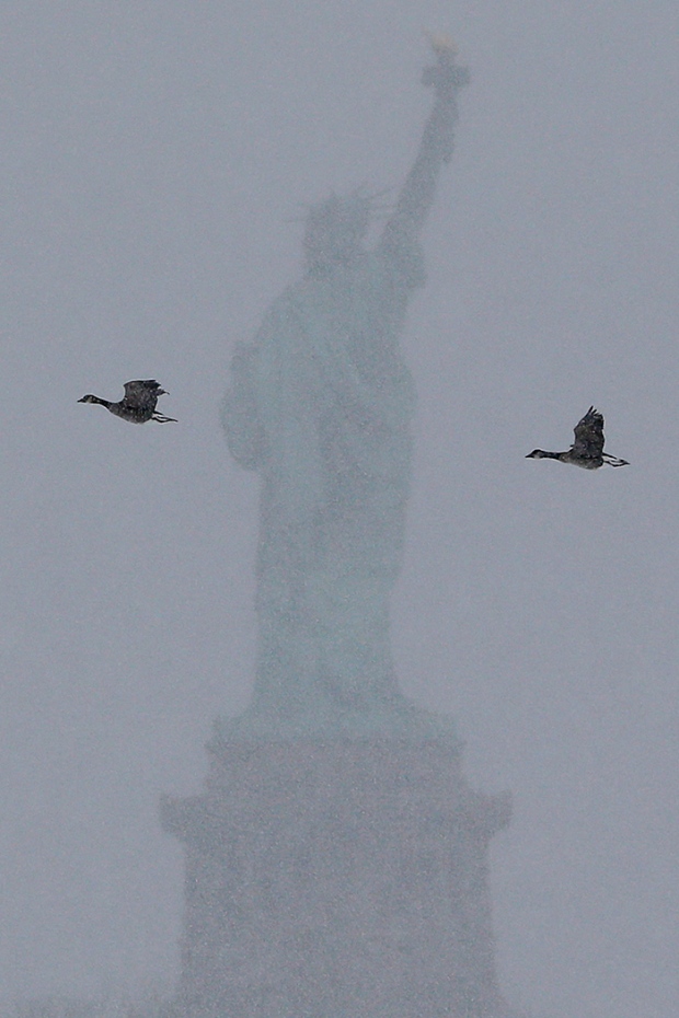 Canadian geese fly near the Statue of Liberty