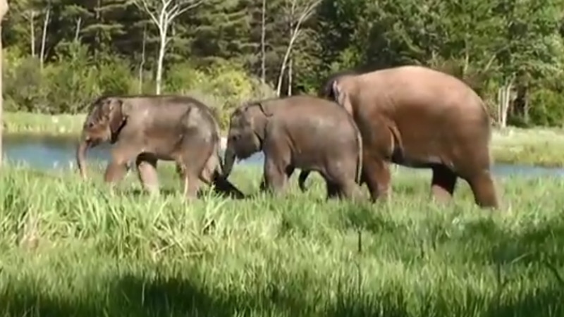 African Lion Safari shows off 3 'big, beautiful' baby elephants | CTV