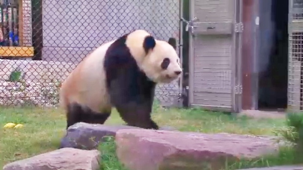 Giant panda celebrates birthday
