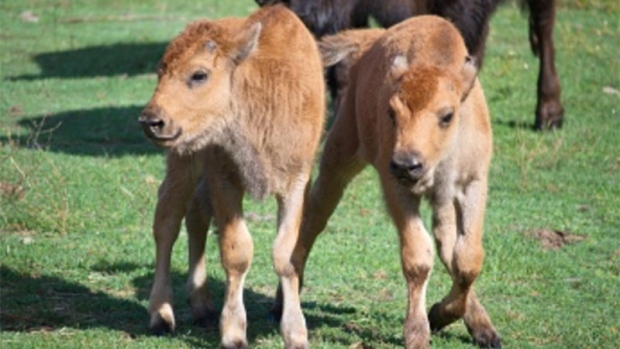 Wood bison calves