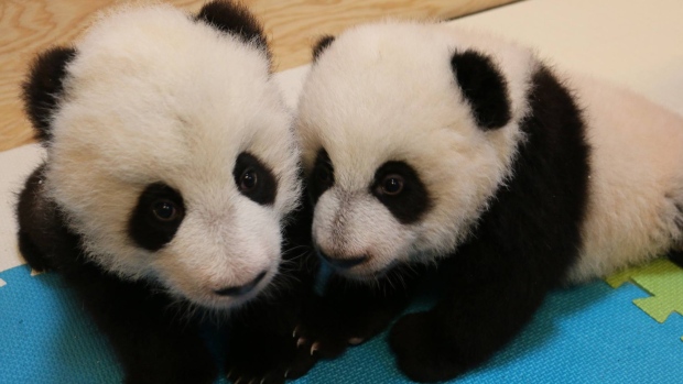 Baby Pandas