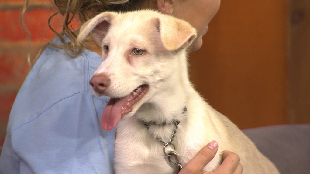 Paws In The Park At Woodbine Park