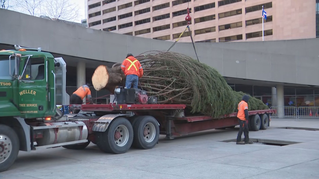 Nathan Phillips Square Christmas tree arrives in Toronto CTV News