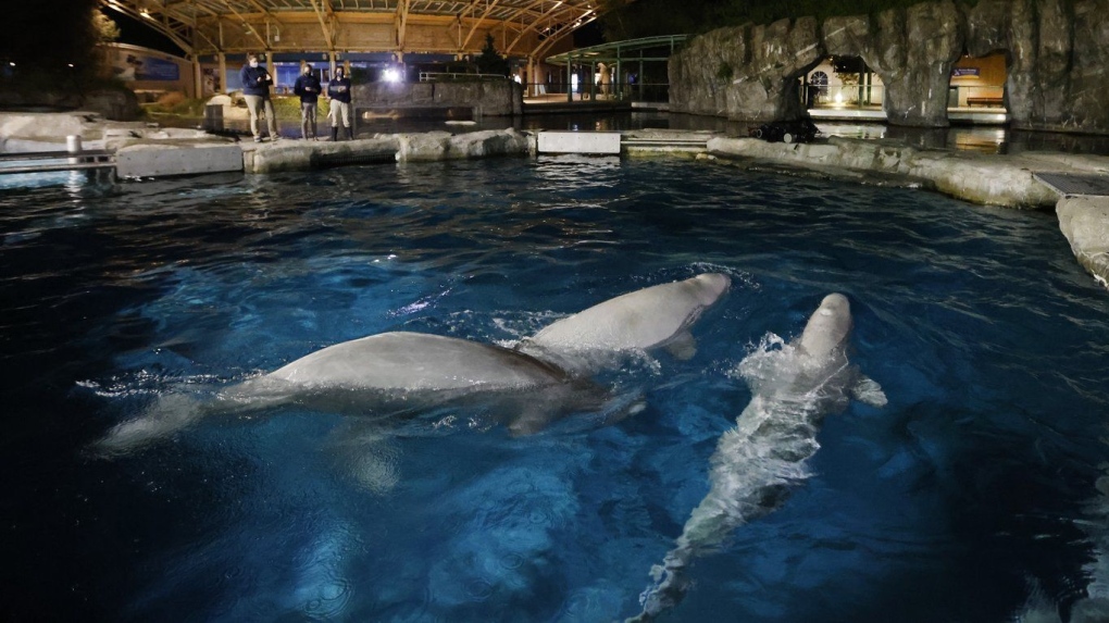 Gia, a beluga whale at Marineland has died