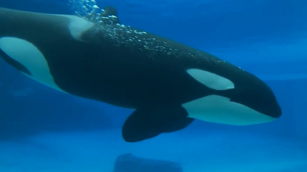 Whale transferred to U.S. aquarium from Marineland dies, no plans