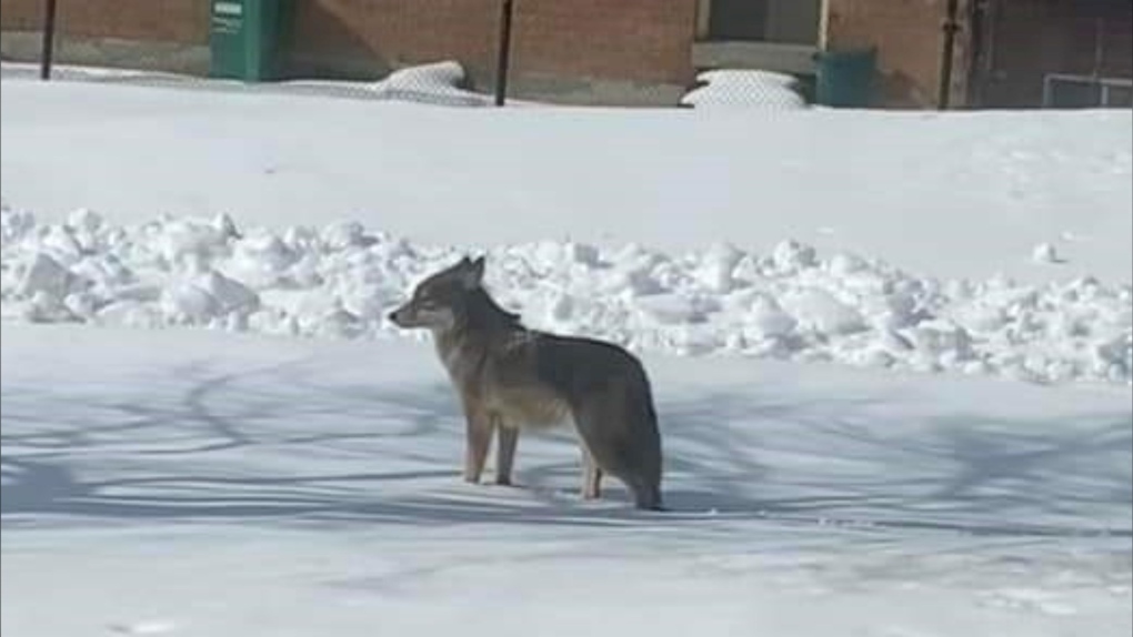 Coyote sightings at Brampton elementary school