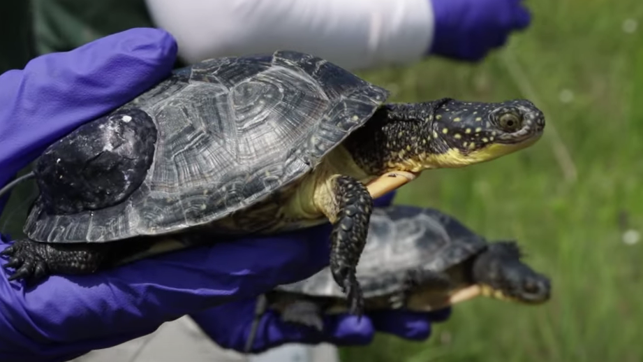 Toronto Zoo releases 55 endangered turtles | CTV News