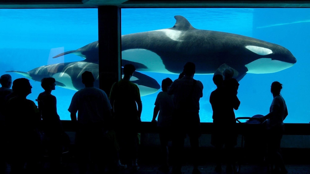 Tourists line up at a viewing area to see one of Marineland's  attractions, a Killer Whale calf swimnming with its mother in Niagara Falls, Ont. on Wednesday July 18, 2001. (CP PHOTO/Scott Dunlop)