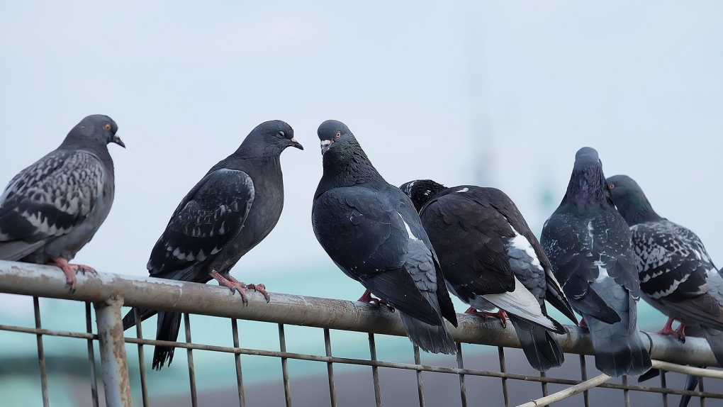 Researchers have discovered that human hair might be the reason why pigeons lose their toes. (Shutterstock)