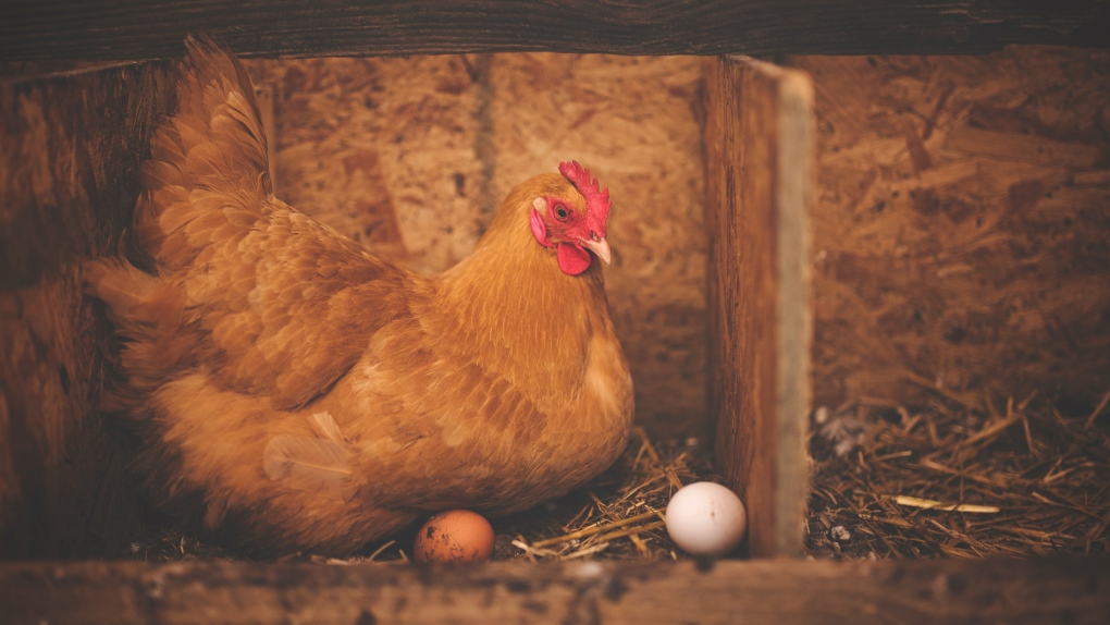 This is a file photo of a hen. (Alison Burrell/Pexels)
