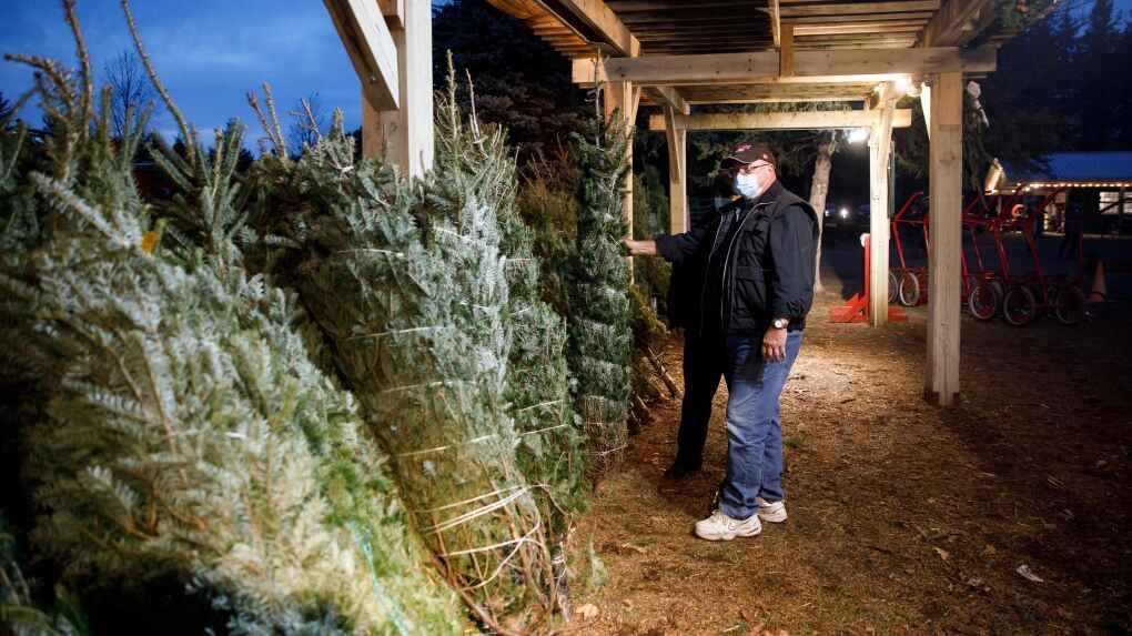 Glen and Denise Sheridan pick out a pre-cut Christmas tree while wearing personal protective masks at a Christmas Tree Farm in Egbert, Ontario, Sunday, Nov. 29, 2020. (Cole Burston/The Canadian Press) 
