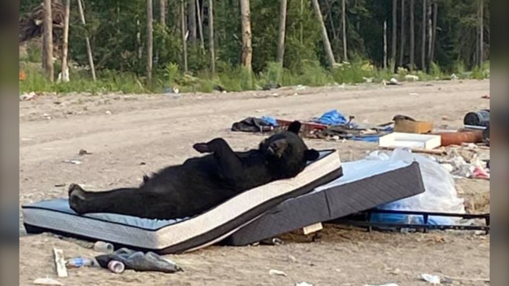 Do not disturb Hilarious northern Ontario black bear sighting CTV News picture pic