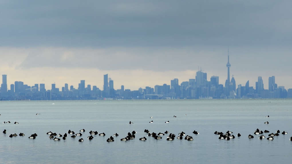 Birds swim in the cold waters of Lake Ontario overlooking the city of Toronto skyline in Mississauga, Ont., on Thursday, January 24, 2019.  THE CANADIAN PRESS/Nathan Denette 