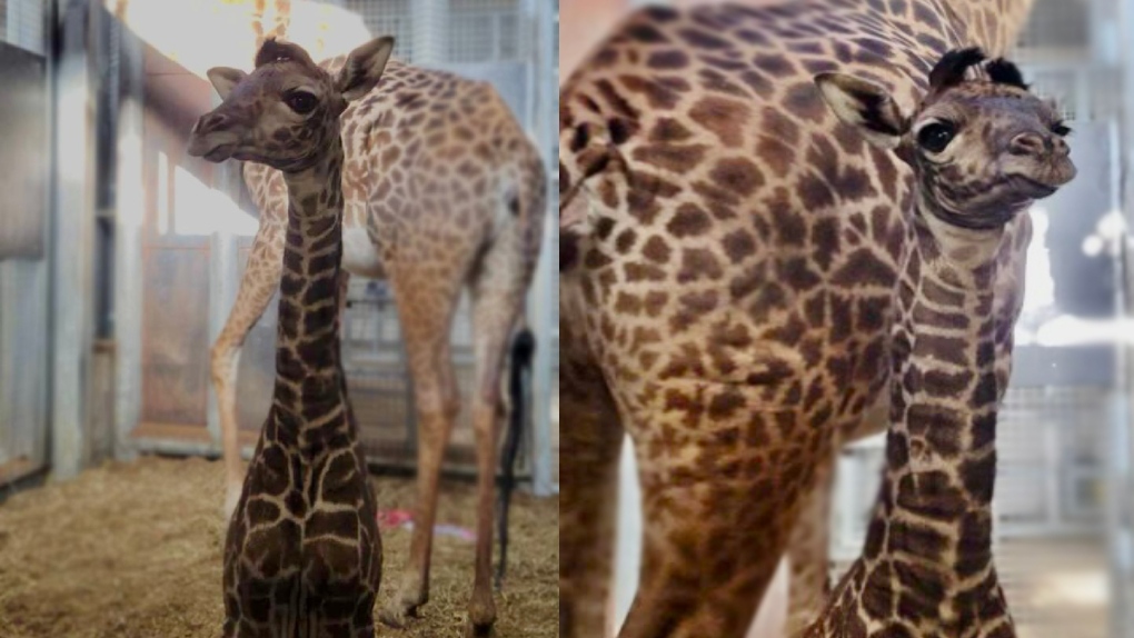 An endangered Masai giraffe has been born at the Toronto Zoo. (Twitter/@TheTorontoZoo)