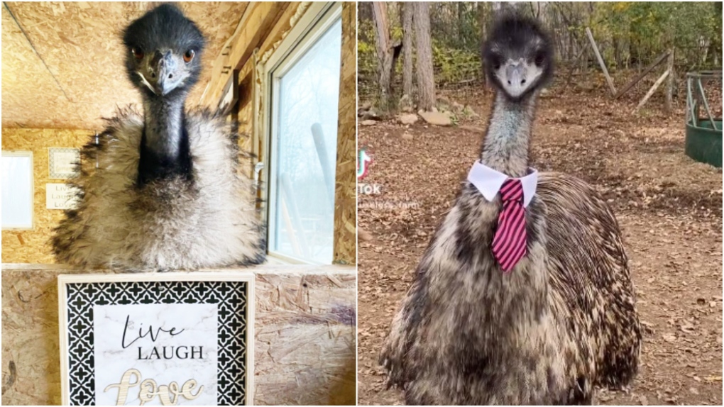 This is Karen the emu. (uselessfarm/Instagram).
