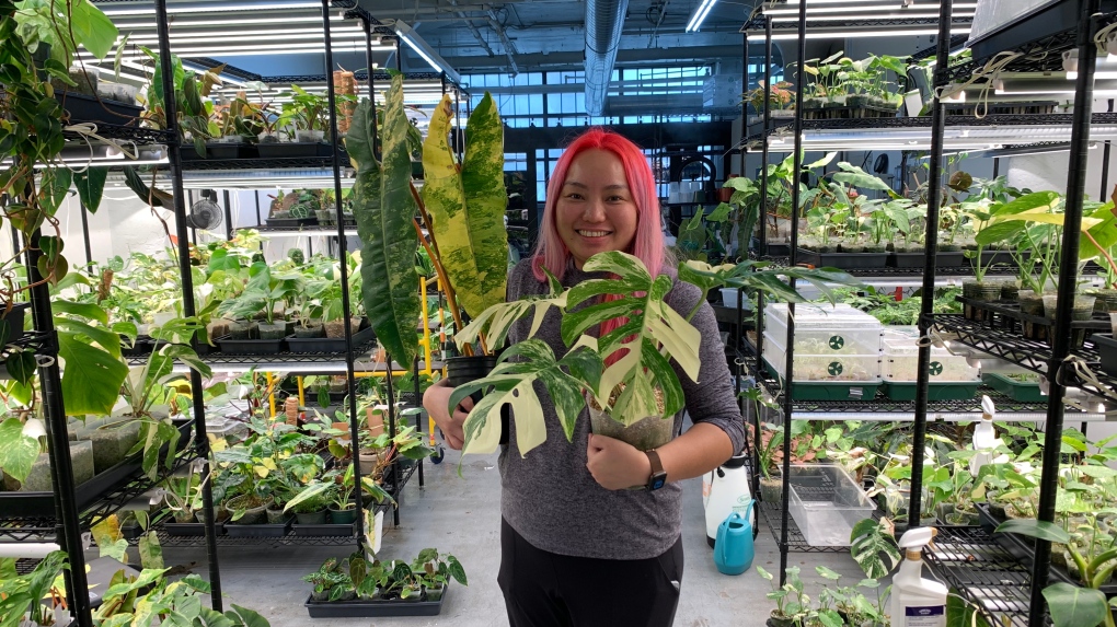 Jocelyn Ho is known as The Rare Plant Fairy and she's making a name for herself by selling some of the rarest plants in the world. (Source: The Rare Plant Fairy)