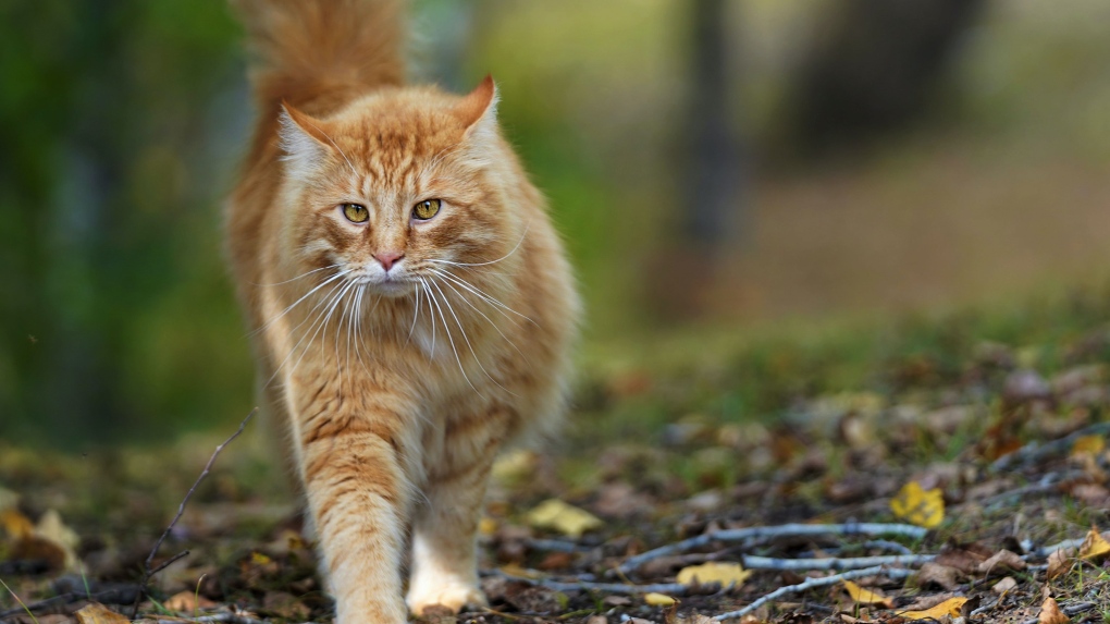 A photo of a cat roaming outdoors can be seen above. (Jody Parks/Pexels)