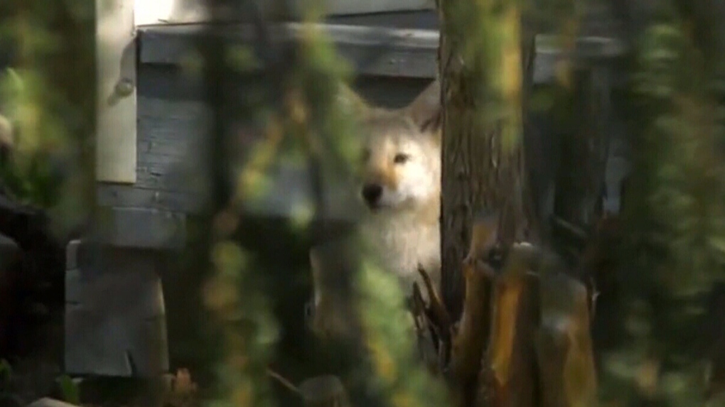 Two coyotes behind Ontario attacks 'eliminated' | CTV News