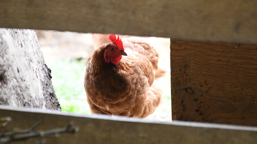 A chicken looks in the barn at Honey Brook Farm in Schuylkill Haven, Pa., on Monday, April 18, 2022. (Lindsey Shuey/Republican-Herald via AP)