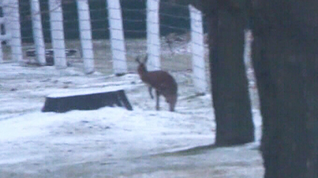 Wild Pursuit To Locate Escaped Kangaroo In Oshawa