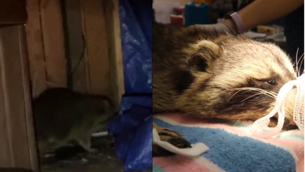 Images of the tailless raccoon limping across a Toronto resident's deck, and during his surgery. (Toronto Wildlife Centre)