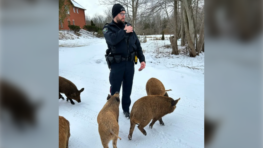 A South Simcoe Police officer with a few of the escaped pigs. (South Simcoe Police/Twitter)