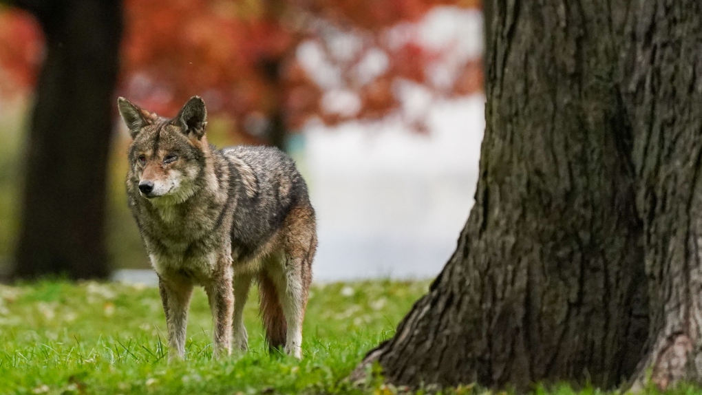 A coyote walks through Coronation Park in Toronto on Wednesday, November 3, 2021. THE CANADIAN PRESS/Evan Buhler 