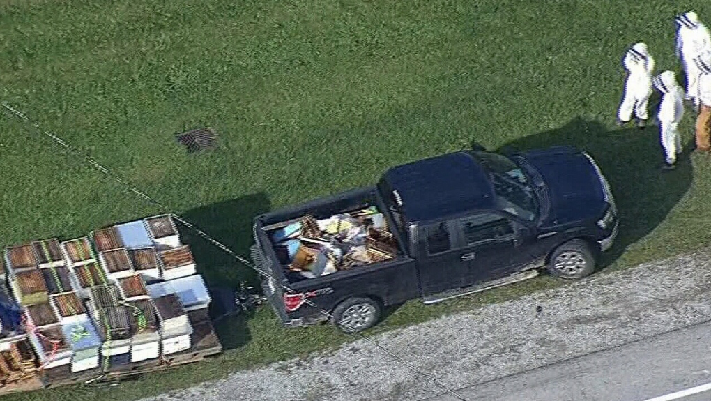 Bees fall off truck on Toronto highway | CTV News