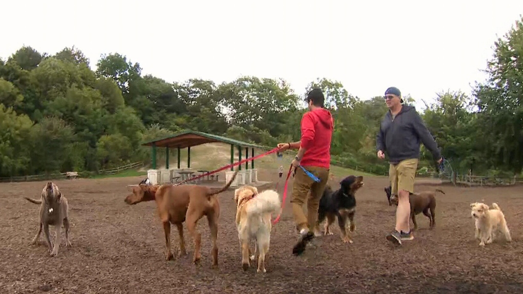 Struggle To Access Off Leash Dog Parks In Toronto   Dog Park 1 6562265 