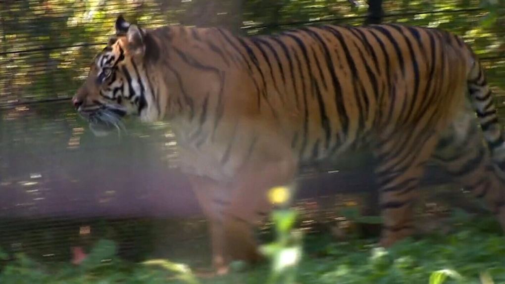 Why doctors may prescribe a visit to Toronto Zoo