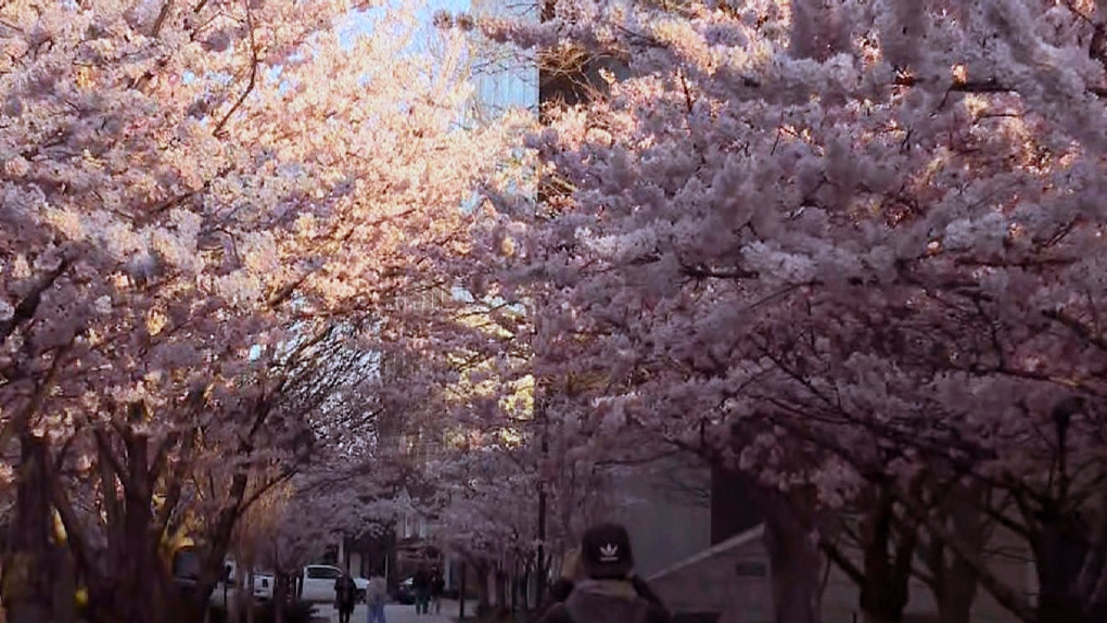 Cherry blossoms beginning to bloom in Toronto