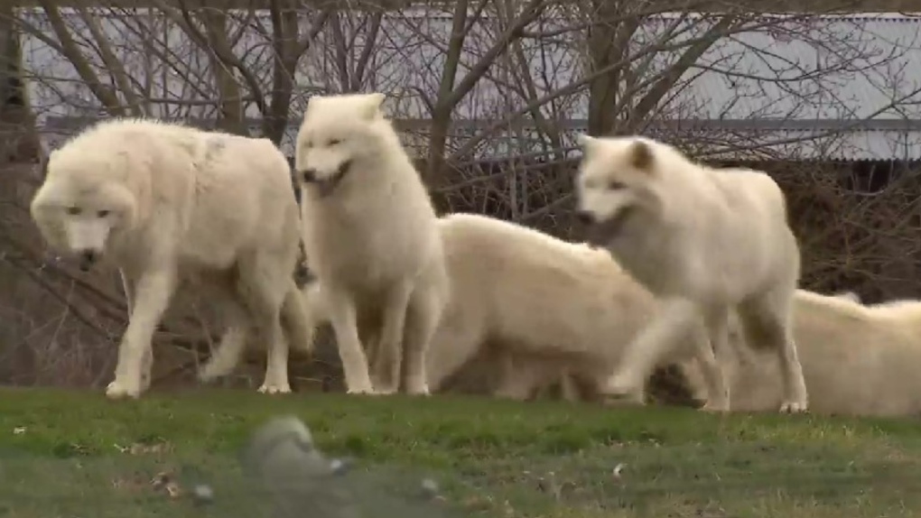 wolves at toronto zoo 1 6838740 1712616567768