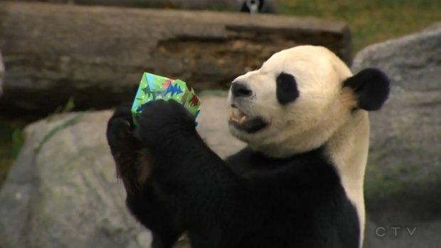 Giant pandas at Toronto zoo open Christmas presen