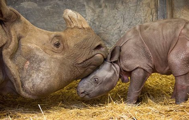 Rhinoceros and calf at Toronto Zoo