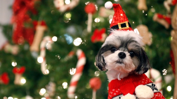 What you need to know before you give a pet for Christmas | CTV News
