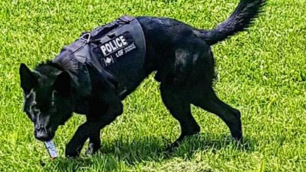 oshawa police dog