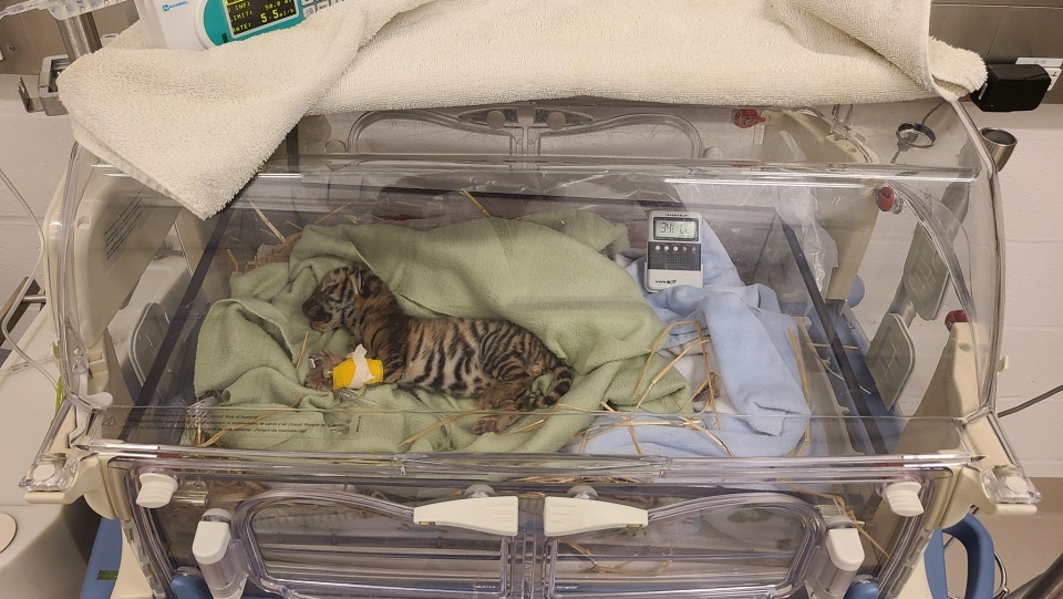 Toronto Zoo Amur tiger cub